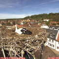 12_50-nest.jpg
