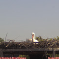 12_55-mast.jpg