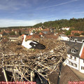 12_55-nest.jpg
