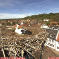 13_00-nest.jpg