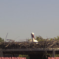 13_05-mast.jpg