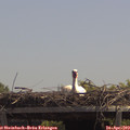 13_10-mast.jpg