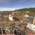 13_10-nest.jpg