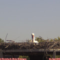 13_15-mast.jpg