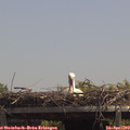 13_20-mast.jpg