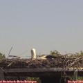 13_25-mast.jpg