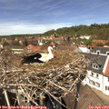 13_25-nest.jpg