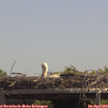 13_30-mast.jpg
