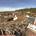 13_30-nest.jpg