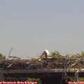13_35-mast.jpg