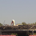 13_40-mast.jpg