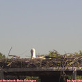 13_45-mast.jpg