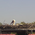 13_50-mast.jpg