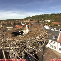 13_50-nest.jpg