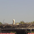 13_55-mast.jpg