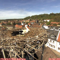 13_55-nest.jpg