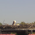 14_00-mast.jpg