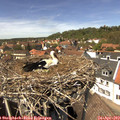 14_00-nest.jpg
