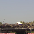 14_05-mast.jpg
