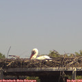14_15-mast.jpg