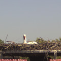 14_30-mast.jpg