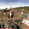 14_35-nest.jpg