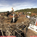 14_40-nest.jpg