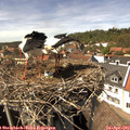 14_50-nest.jpg