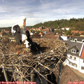 14_55-nest.jpg