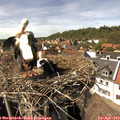 15_00-nest.jpg