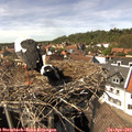 15_05-nest.jpg