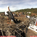 15_10-nest.jpg