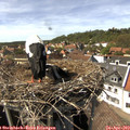 15_15-nest.jpg