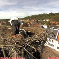 15_20-nest.jpg