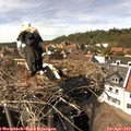 15_25-nest.jpg