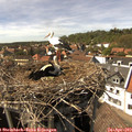 15_35-nest.jpg