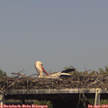 15_40-mast.jpg
