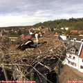15_40-nest.jpg
