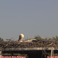15_45-mast.jpg