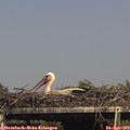 15_50-mast.jpg