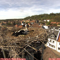 15_50-nest.jpg