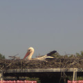 15_55-mast.jpg