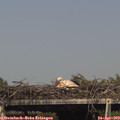 16_00-mast.jpg