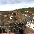 16_00-nest.jpg