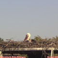 16_10-mast.jpg