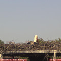 16_15-mast.jpg