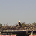 16_20-mast.jpg