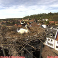 16_20-nest.jpg