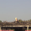 16_25-mast.jpg
