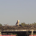 16_30-mast.jpg